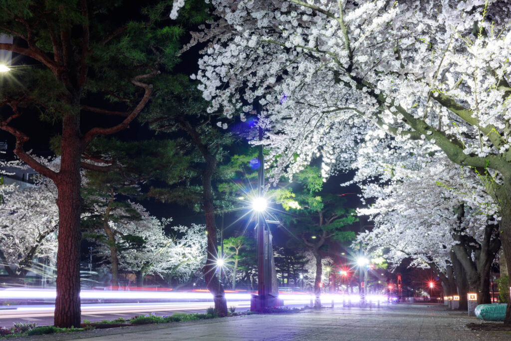 夜桜 | 十和田市官庁街通り